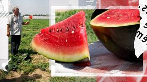 S-au copt primii pepeni în Dăbuleni. "Să vină toată România să mănânce!"