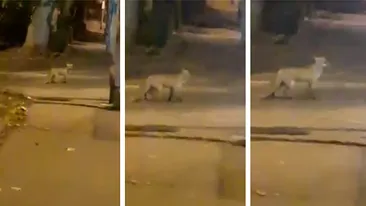 Clipe de groază în Pitești! Un bărbat a fost atacat de o vulpe după ce a încercat să își salveze pisica din colții fiarei sălbatice