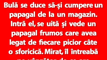 BANC | Bulă se duce să-și cumpere un papagal de la un magazin