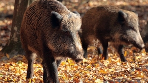 Un fermier din Arad a cerut împușcarea mistreților din cauza pestei porcine. Bărbatul a vorbit și cu Petre Daea
