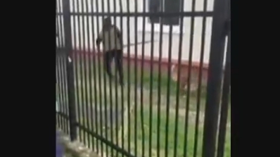 Scene desprinse din filmele de groază: ”Nu se poate așa ceva!” Ce s-a întâmplat cu o cățelușă în județul Vâlcea sub privirile a zeci de copii VIDEO