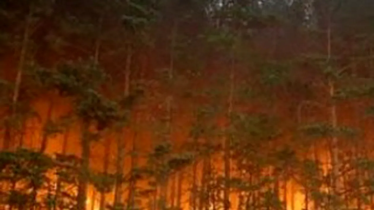 Incendiu de vegetatie la cota 2000, pe versantul argesean al Muntilor Fagaras