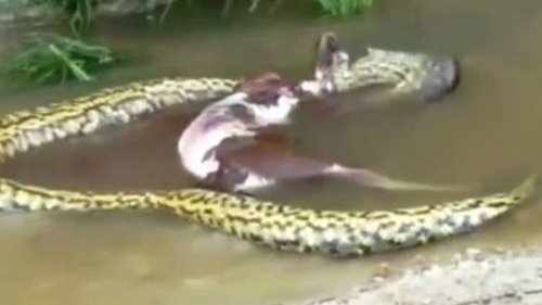VIDEO / Momente uluitoare! Un câine este prins de un anaconda uriaș, băgat la fundul apei, dar este salvat de niște oameni