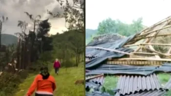 O furtună violentă a pus la pământ o pădure din Maramureș: ”Imagini de groază!” VIDEO