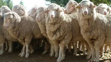 INCREDIBIL! Ce a putut sa apara in mijlocul unei turme de oi. Toti soferii ras si au facut poze