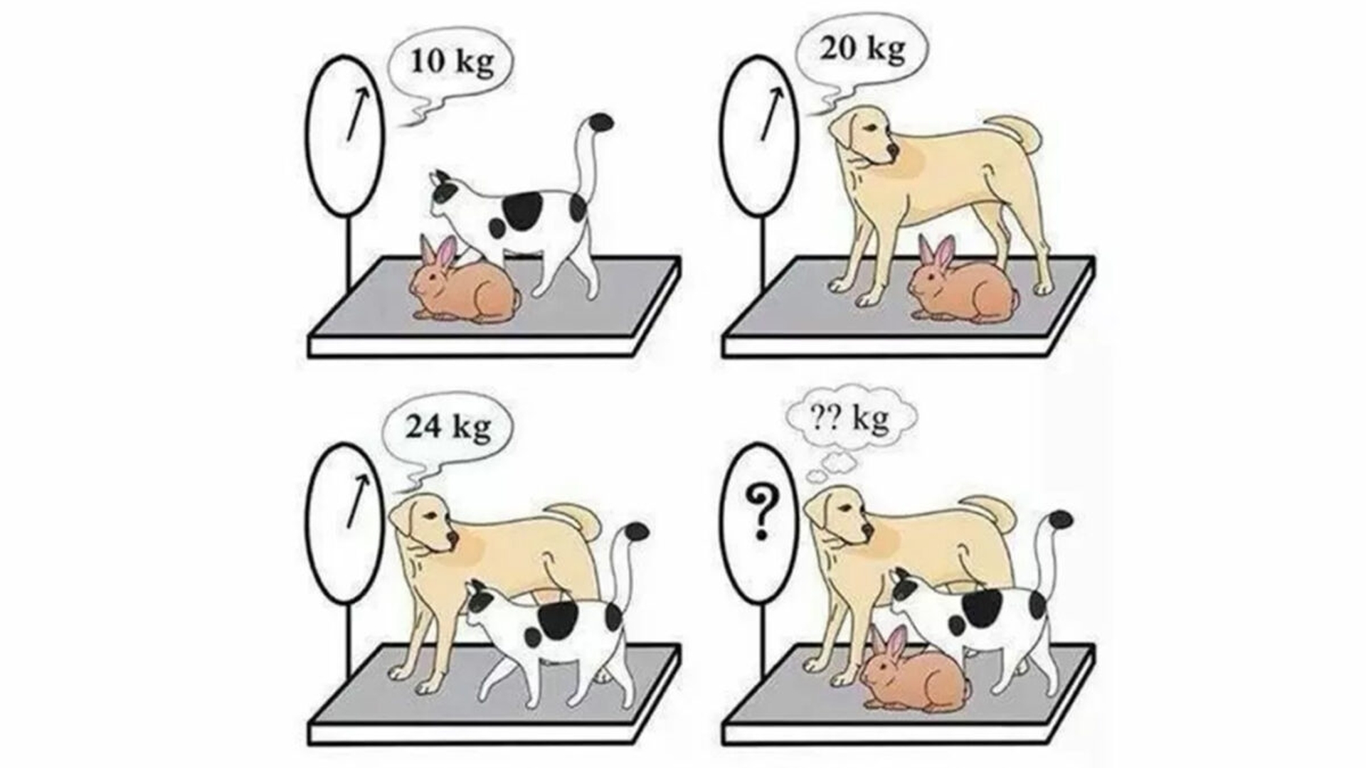 TEST IQ | Câinele, pisica și iepurele: Cât cântăresc împreună?