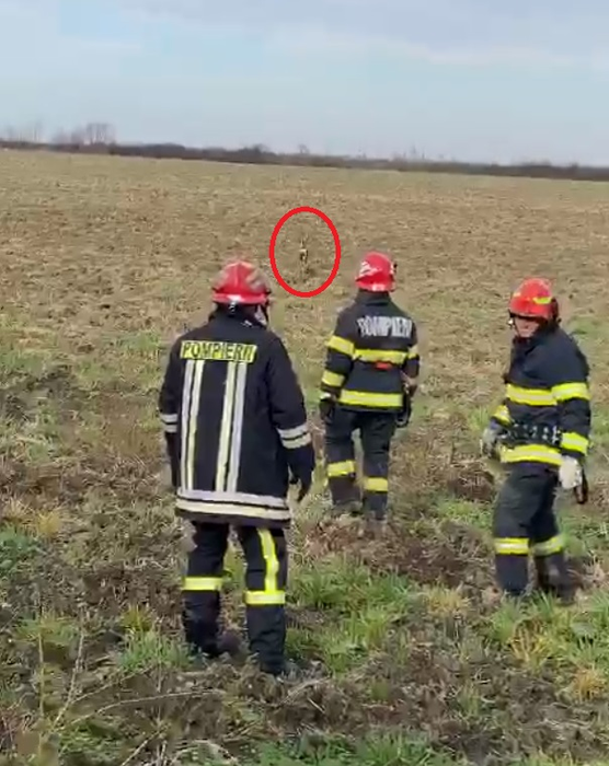 Operațiune de salvare emoționantă! Pompierii din Arad au scos o căprioară care era captivă într-un canal