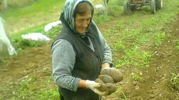 Incredibila aparitie pe un camp din Dambovita! Un taran a recoltat cartofi mov si spune ca acestia vindeca si de cancer!