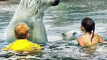 Inoata cu ursii periculosi