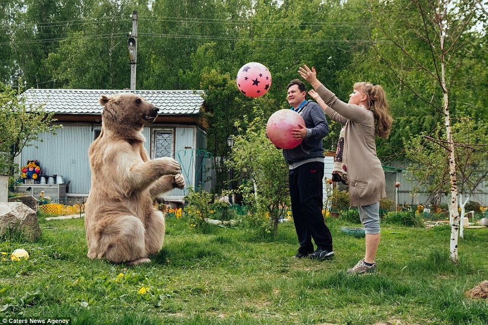 Un cuplu din Rusia locuieşte c-un urs! FOTO incredibile cu STEPAN, ursul care stă cu ei până şi la masă