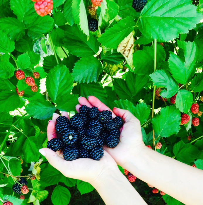 În primul an, recolta de fructe de pădure a fost de două tone