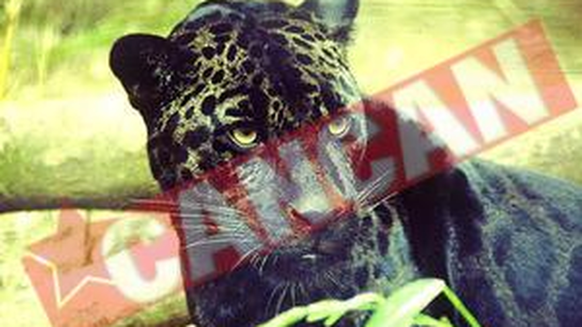 Jaguarul Bety va completa "colectia" Muzeului Antipa