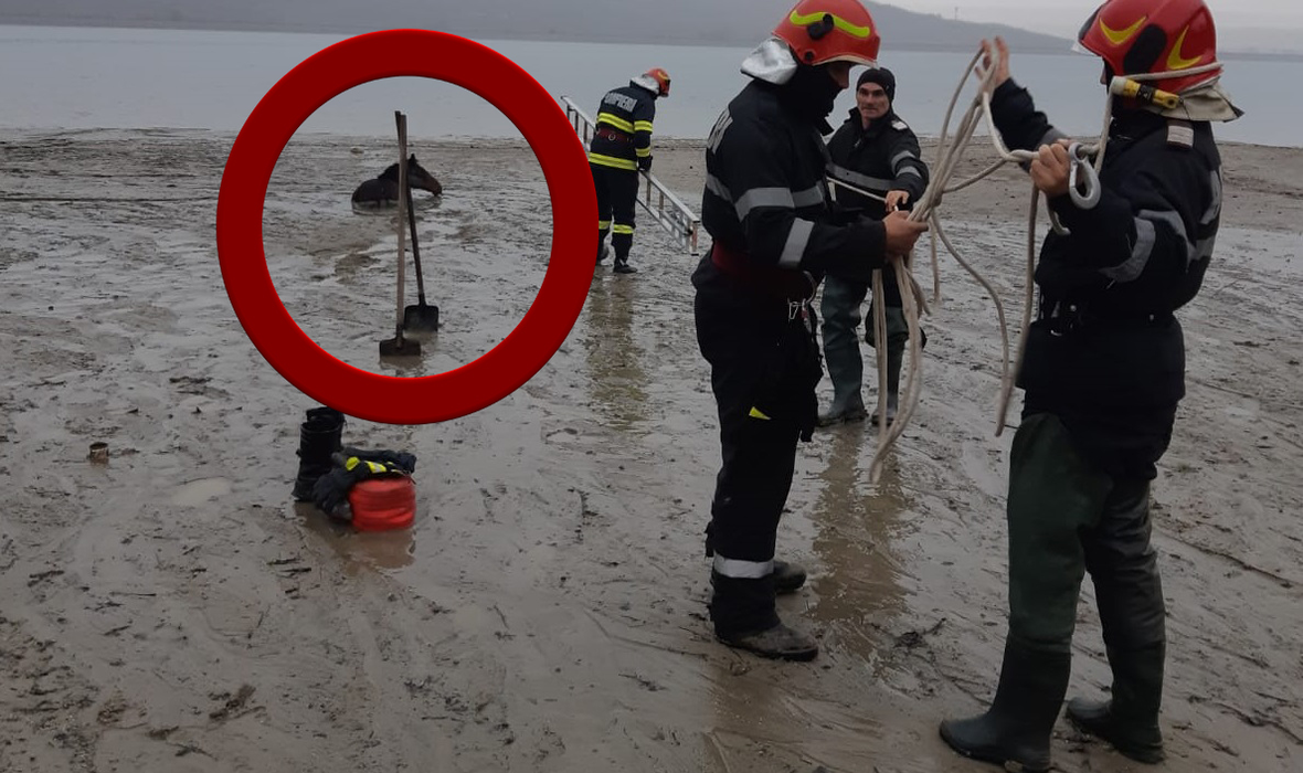 Calul a fost salvat după o intervenție complicată