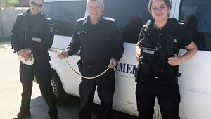 Jandarmii din Mehedinți au prins un șarpe, aflat într-un aparat de încărcat freon. Cum s-au pozat cu reptila