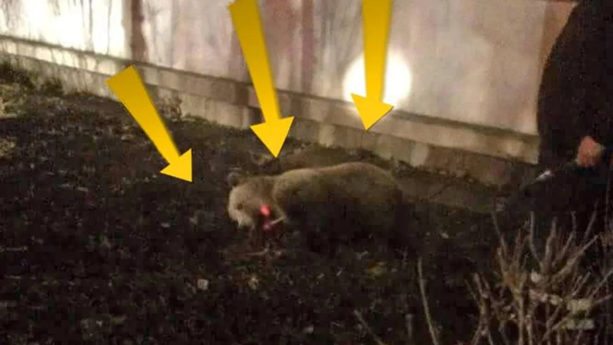 S-au trezit cu monstrul la usa! Aparitie uluitoare pe strazile din Ploiesti!