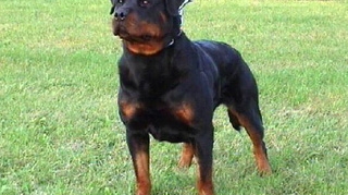 Premiera in Romania! Un om de afaceri din Cluj face puscarie din cauza cainele sau! Rottweilerul a muscat de cap un copil de trei ani!