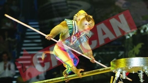 Maimute acrobate la Circul Globus