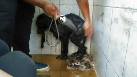 FOTO! Un căţel a fost salvat de medicii veterinari, după ce a fost găsit într-o groapă cu smoală