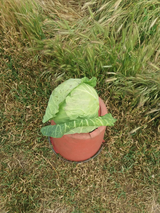 Varza pleacă din câmp cu 1,5 lei kilogramul