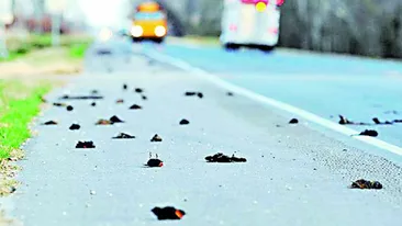 Inceputul sfarsitului in SUA? 5.000 de pasari moarte au cazut din cer