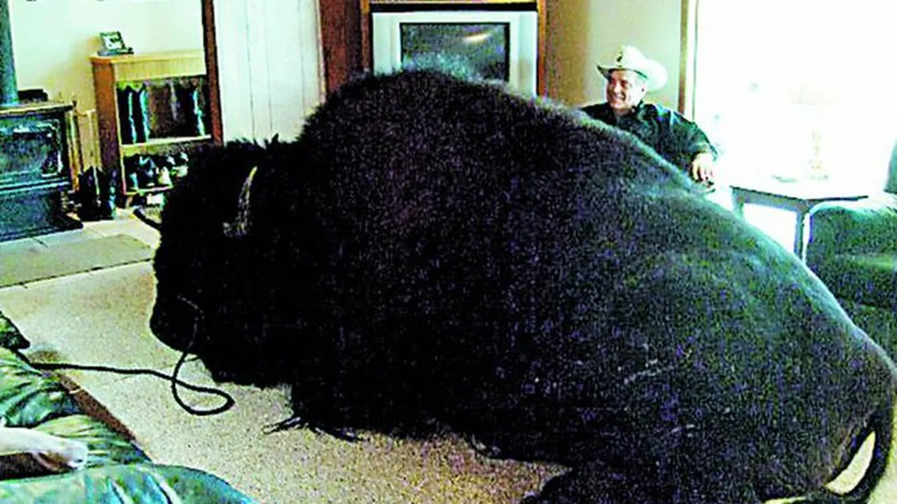 O familie din Canada are un animal de companie de-a dreptul urias. Cu bizonul de 825 kg in casa