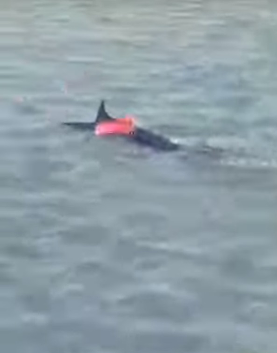 Scene revoltătoare pe o plajă cunoscută din Grecia. Mai mulți turişti au fost filmaţi în timp ce omorau un peşte-spadă cu pietre