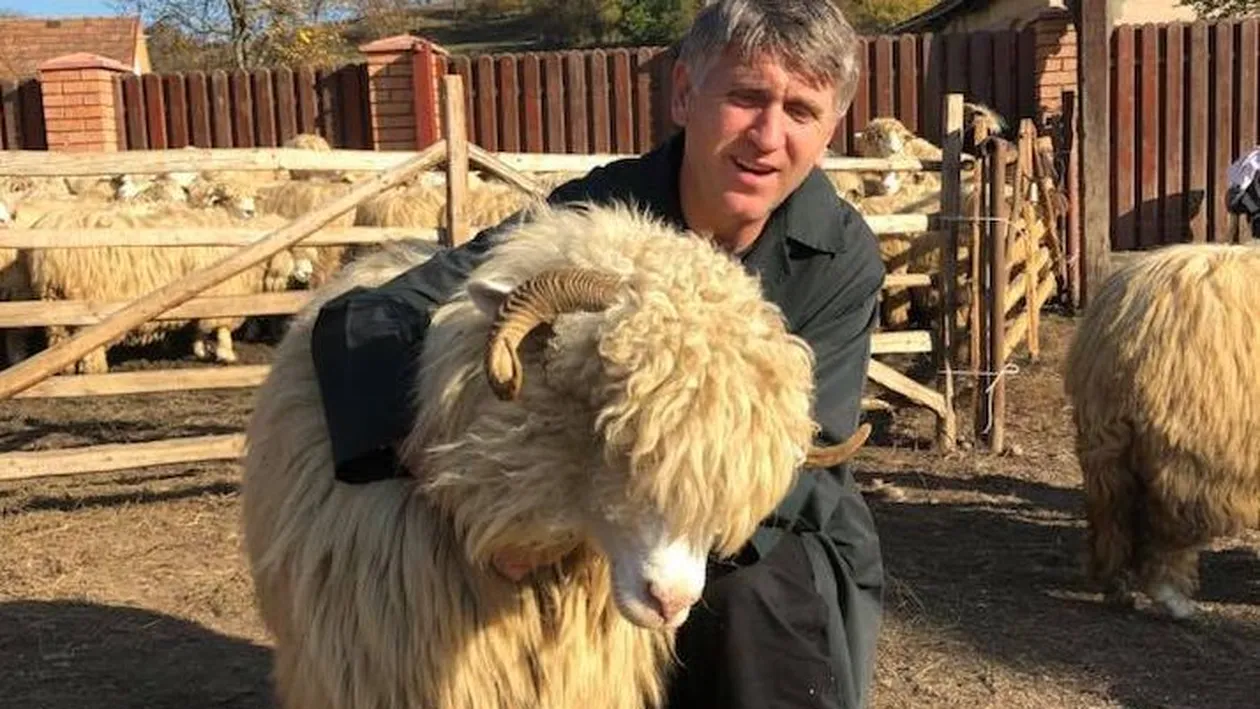 Incredibil cum şi-a numit Cristian Pomohaci oile! Răzvan Simion se va enerva