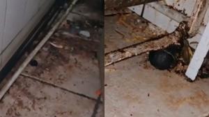 Imaginile groazei! Ce au găsit inspectorii ANPC într-un restaurant chinezesc din București