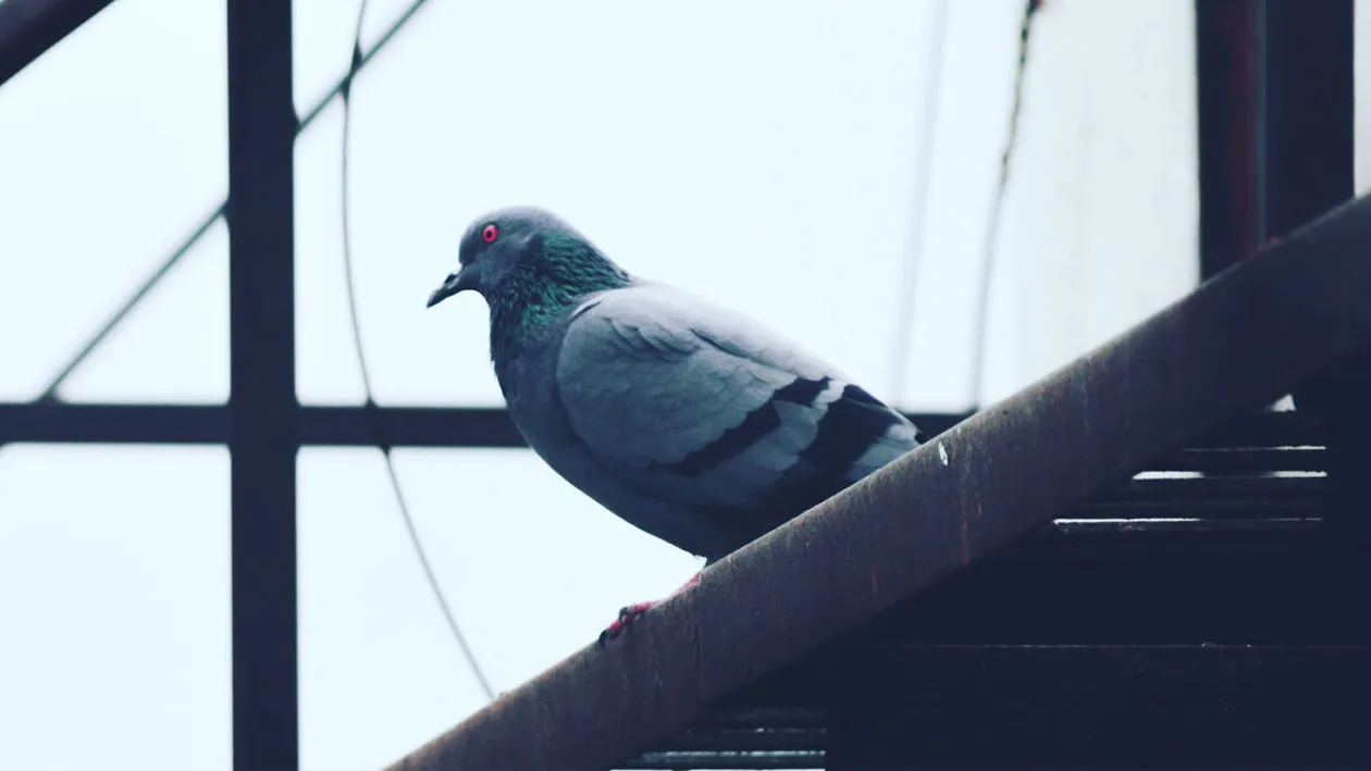 Gardienii au observat acest porumbel călător dubios. L-au prins și au rămas mască după ce au văzut ce mesaj transporta, de fapt