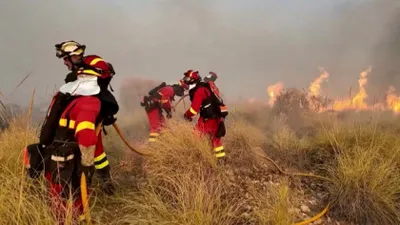 Descoperire macabră. Cum au folosit piromanii pisicile pentru a răspândi incendiile forestiere în Italia