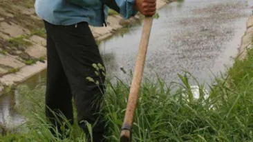 Constantean ucis cu coasa in timp ce strangea baloti de pe un teren agricol