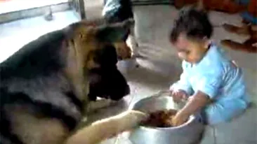 VIDEO demential! Un copil de un an si un caine lup se bat pe mancarea animalului. Vezi ce a iesit!