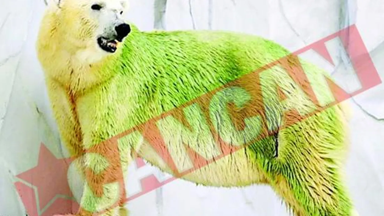 Au inverzit ursii polari