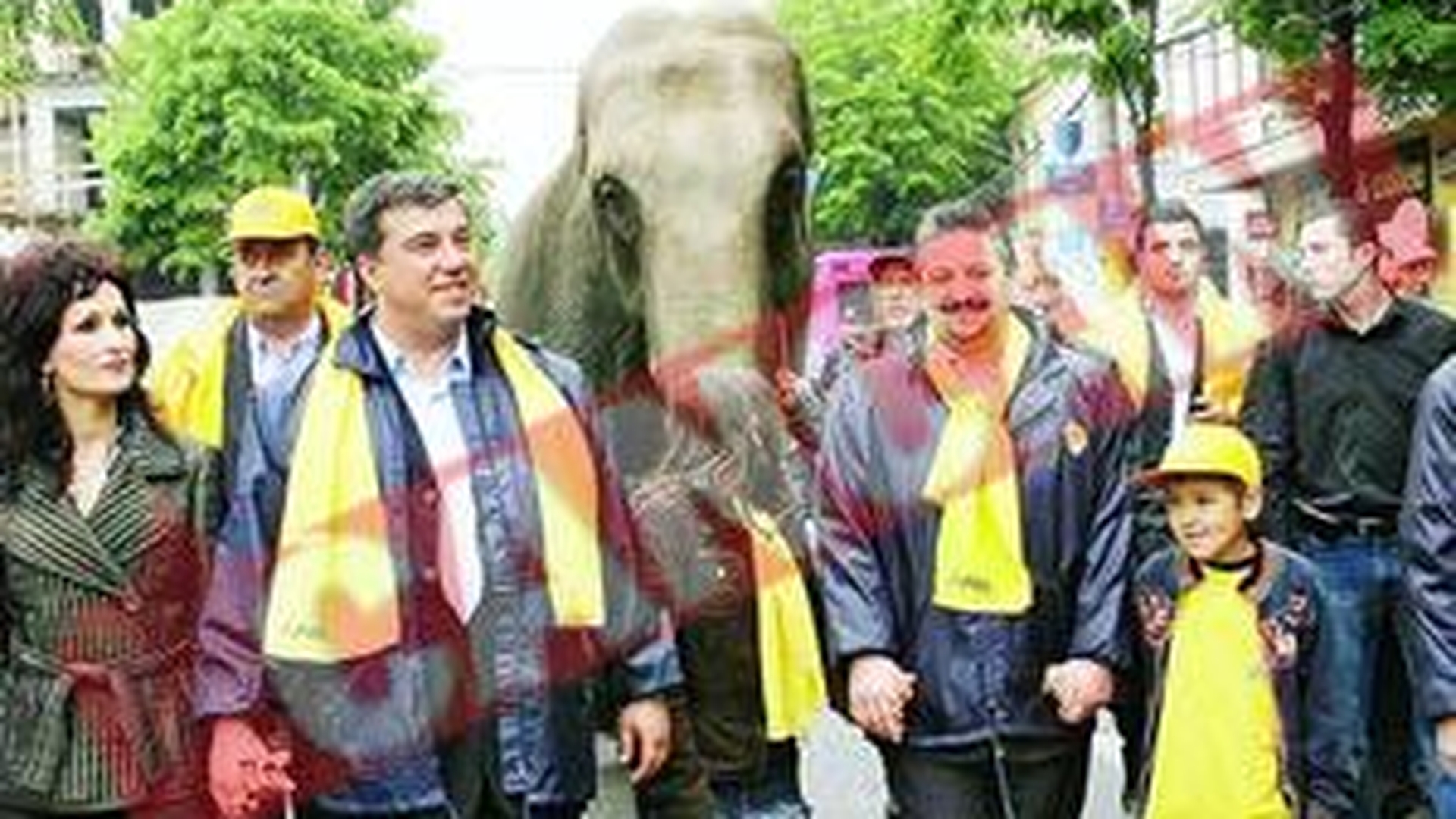 Elefantul politic, scos in strada