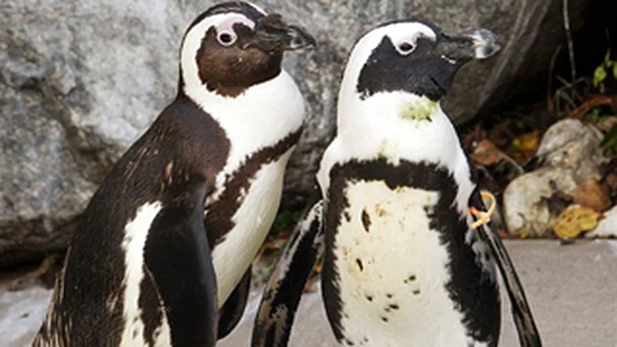 Dragoste interzisa la Zoo. Doi pinguini, despartiti dupa ce s-a descoperit ca sunt “gay”