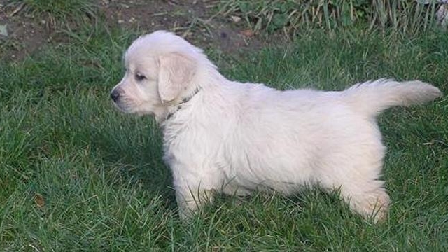 ATENTIE! Vanzatori de caini de rasa au inceput sa umble cu cioara vopsita! Cum au reusit sa faca dintr-un maidanez....labrador!