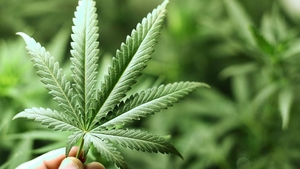 Ce se intampla cu tine in momentul in care fumezi marijuana! Cum functioneaza compusii din planta