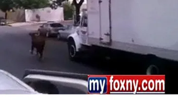 Un taur care urma sa fie taiat a fugit din abator