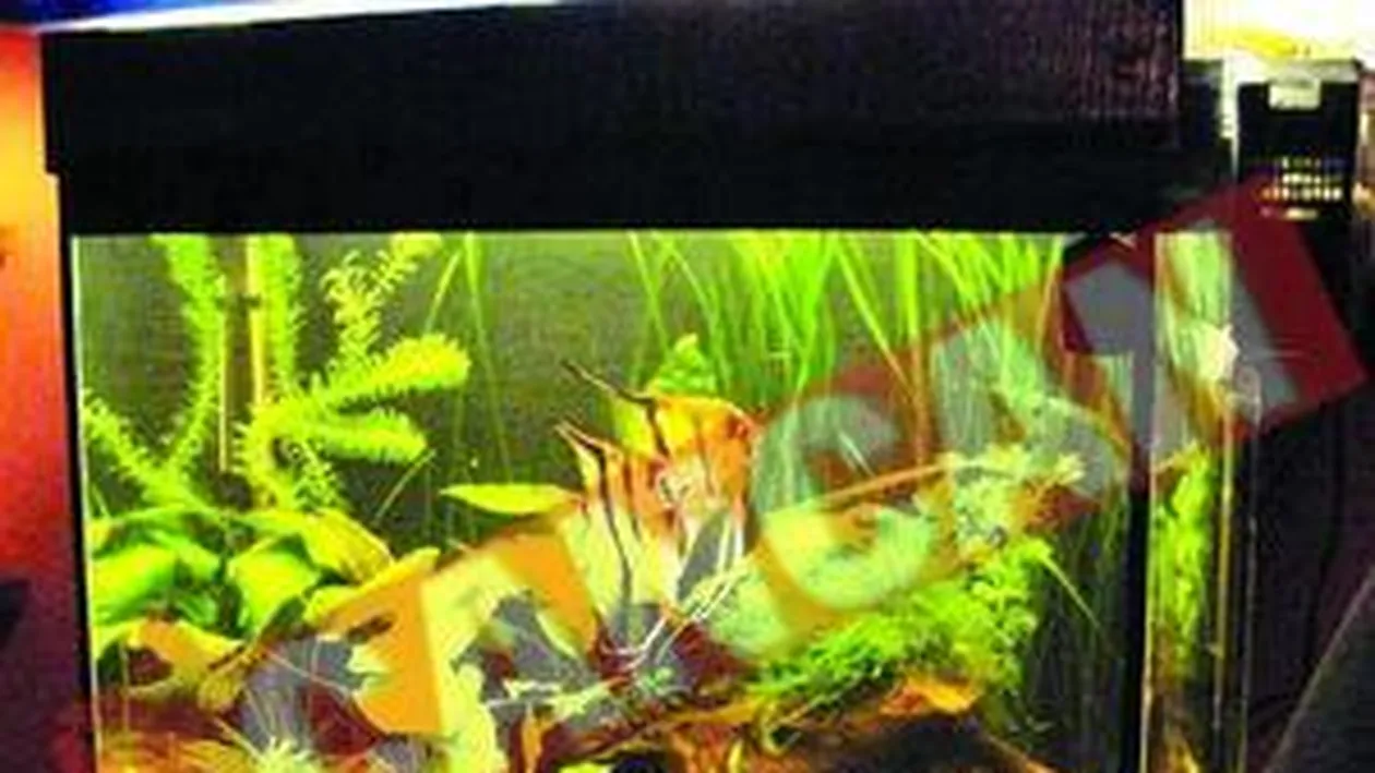 La Iasi, pestii nu au voie in acvarii transparente