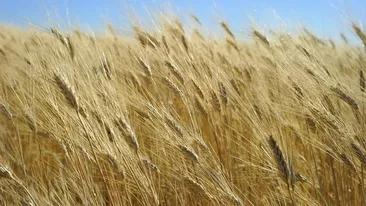 Seceta a aruncat în aer piețele! Prețul cerealelor a crescut amețitor! Un nou record