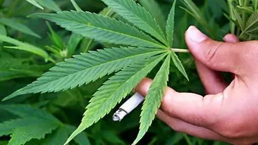 Povestea fabuloasa a unui roman originar din Grecia! A facut avere din cannabis si a ajuns sa fie executat silit de banci!