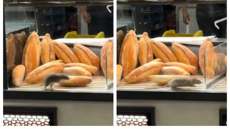Scene incredibile în vitrina unei brutării din București! Un șobolan a fost filmat printre produse