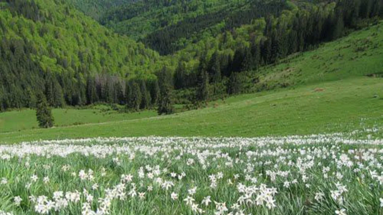 Locul unic din România, ascuns în Munții Apuseni. Turiști din întreaga lume vin să-l viziteze în luna mai