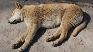 O femeie a crezut că salvează un câine, dar a trăit un adevărat coșmar când a ajuns acasă. Ce creatură luase, de fapt, de pe marginea drumului. „Este puțin agitat”