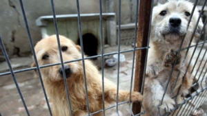 Adoptiile cainilor fara stapan sunt in PERICOL! Proiectul care iti poate interzice sa adopti un maidanez: "Cerem modificarea lui"