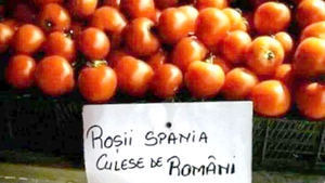 Anunț viral în piață. Cu câți lei se vinde 1 kilogram de "roșii Spania culese de români"