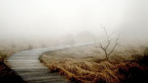 Prognoza meteo. Cod galben de ceață în mai multe județe din țară