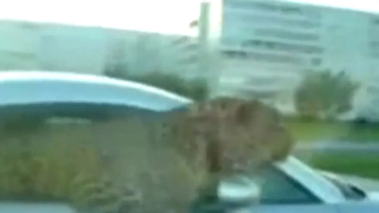 VIDEO Gore din Cluj ar fi putut lua lectii de aici! Un arab interlop isi plimba tigrul intr-o masina de sute de mii de euro!