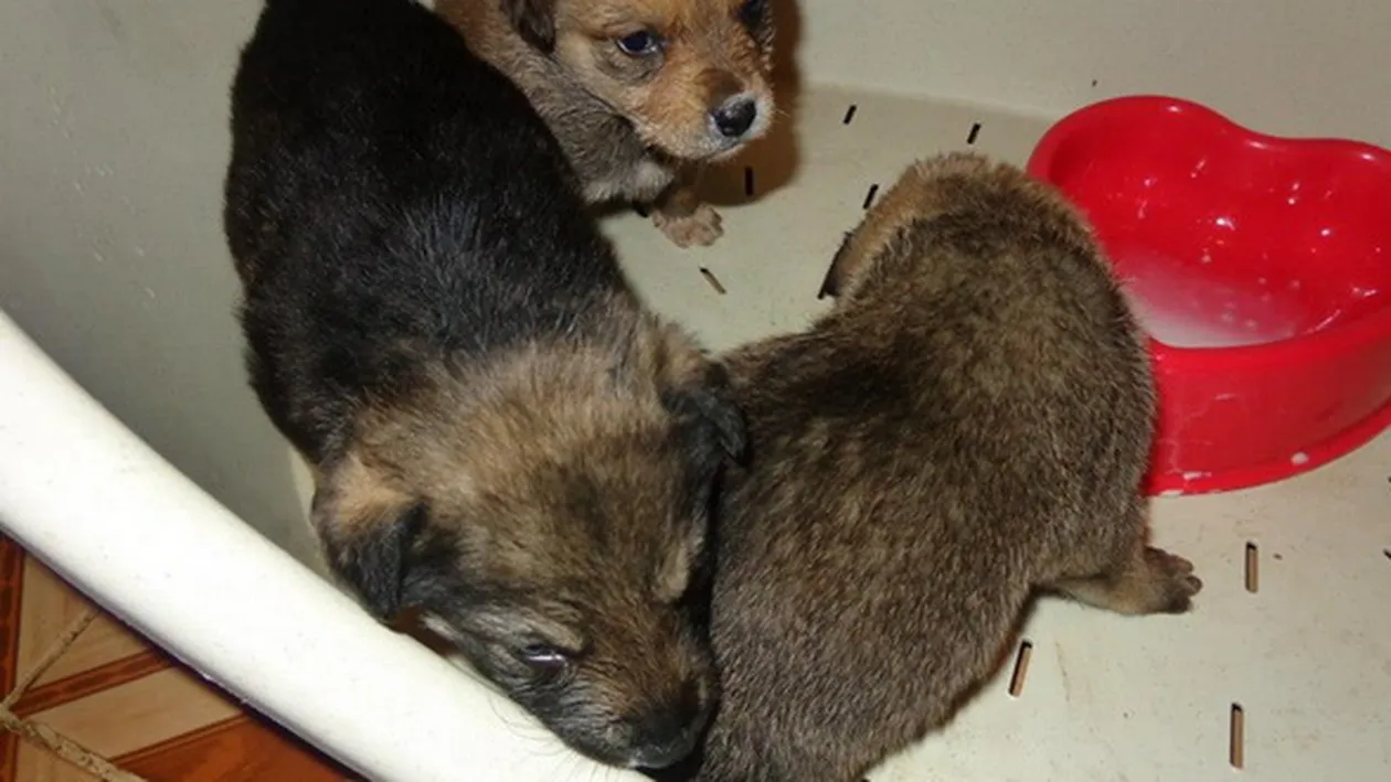 Poveste tragica, dar cu final fericit pentru trei catelusi abandonati in tramvai! Vezi ce s-a intamplat!