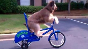 VIDEO Credeai ca stii sa mergi pe bicicleta? Patrupedul asta iti da clasa - Uita-te la el cum se urca si pedaleaza catre stapana sa! E bun de "Cainii au talent"?